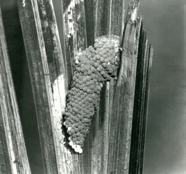 Eggs of the Channeled Applesnail at London Zoo, September 1923